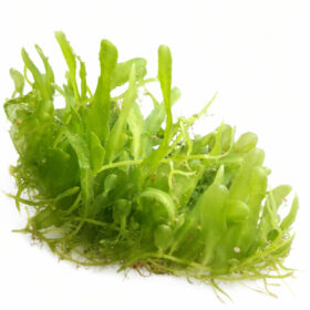 Caulerpa sp. Green Macroalgae (Without Rock)