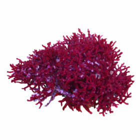 Galaxaura sp. Birds Nest Algae - Red WYSIWYG