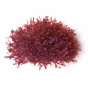 Gracilaria sp. Red Bush Macroalgae