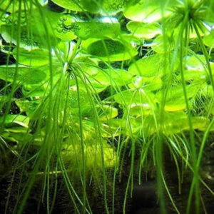 Limnobium Laevigatum