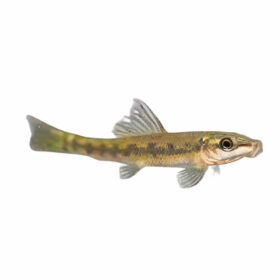 Marble Algae Eater
