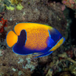 Pomacanthus Navarchus