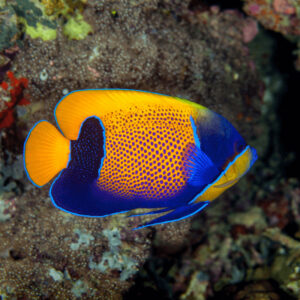 Pomacanthus Navarchus