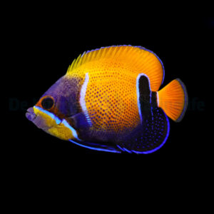 Pomacanthus Navarchus, Majestic Angel