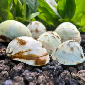 White Nerite Snail