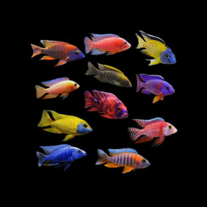 Aulonocara peacock mix