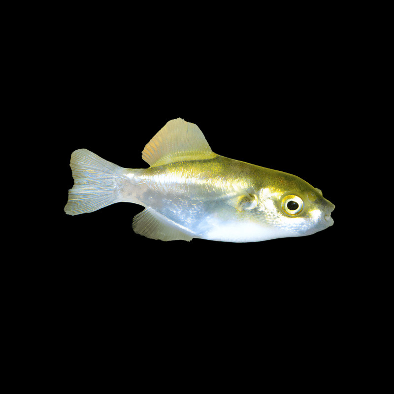 Avocado Pufferfish aberaquatic Avocado Pufferfish