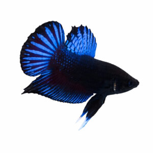 Betta PKHM Blue-Black Male WYSIWYG