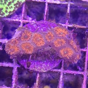 Blastomussa Wellsi, Red Blasto