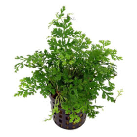 Bolbitus Heteroclita Difformis Pot