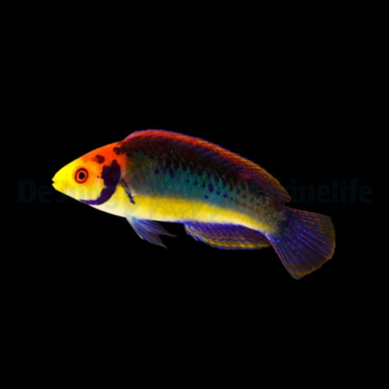 Cirrhilabrus Aquamarinus Cirrhilabrus Aquamarinus