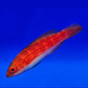 Cirrhilabrus Naokoae Female, Naoko's Fairy Wrasse