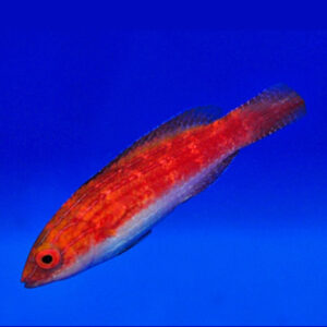Cirrhilabrus Naokoae Female, Naoko's Fairy Wrasse