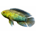 Golden Eye Cichlid (nannacara anomala)