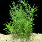 Heteranthera Zosterifolia Pot