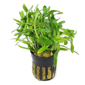 Heteranthera Zosterifolia Pot