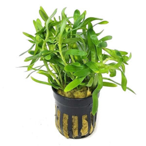Heteranthera Zosterifolia Pot