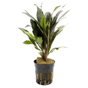 Hygrophila Angustifolia Rubra Pot