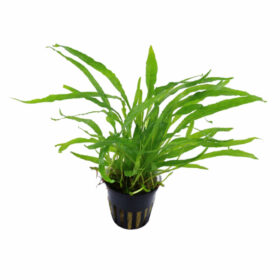 Microsorium Minor Narrow Leaf pot
