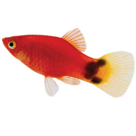 Platy Red Mickey Mouse