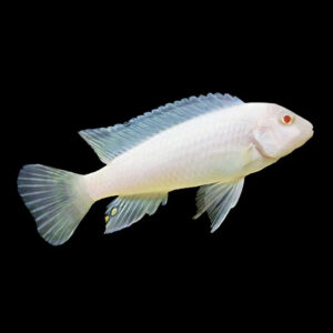 Pseudotropheus socolofi Snow White