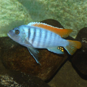 Red Top Ice Blue Zebra Cichlid