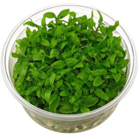Staurogyne Repens In Vitro