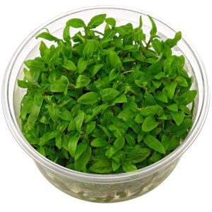 Staurogyne Repens In Vitro