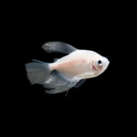 White Widow Tetra Longfin