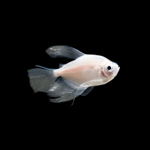 White Widow Tetra Longfin