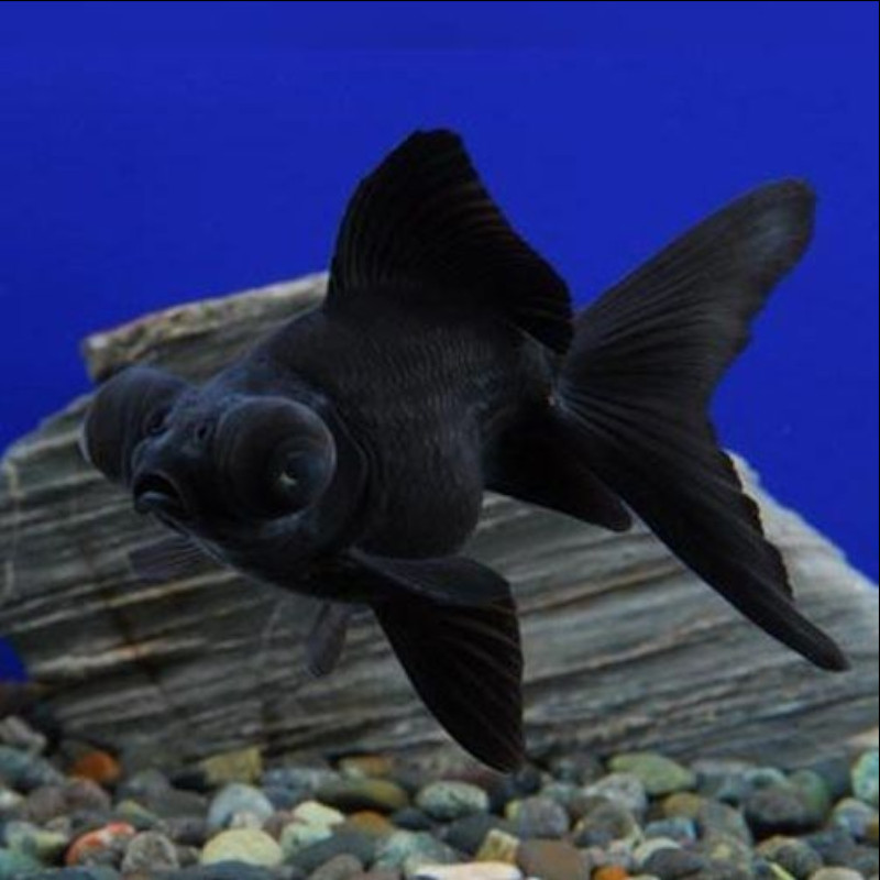 Χρυσόψαρα Black Moor Large aberaquatic Χρυσόψαρα Black Moor Large
