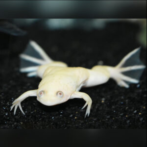 African Clawed Frog Albino (Xenopus laevis)