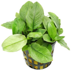 Anubias Nana Jade pot