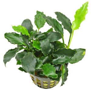 Anubias Nana Kirin pot
