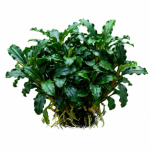 Anubias Nana Mini Kirin pot