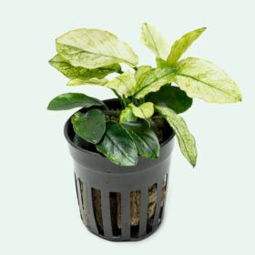 Anubias Nana Pinto pot