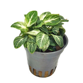 Anubias Nana Stardust