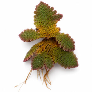 Azolla Filiculoides