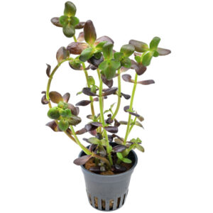 Bacopa Salzmannii Purple pot