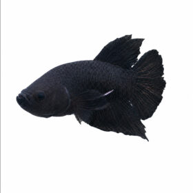 Betta Plakat Vampire Black 1