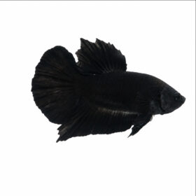 Betta Plakat Vampire Black 2