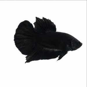 Betta Plakat Vampire Black 2