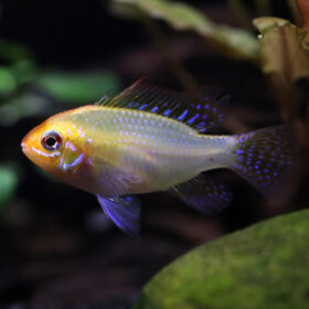 Blue Golden Ramirezi