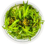 Blyxa japonica in vitro