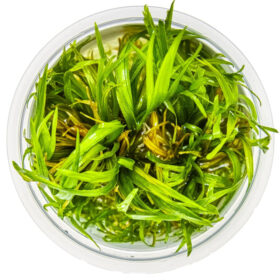 Blyxa japonica in vitro
