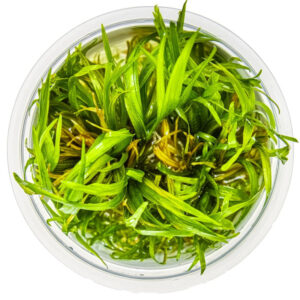 Blyxa japonica in vitro