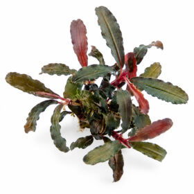Bucephalandra Red Scorpio pot