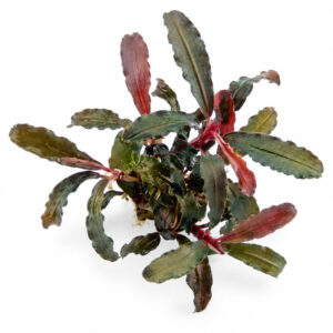 Bucephalandra Red Scorpio pot