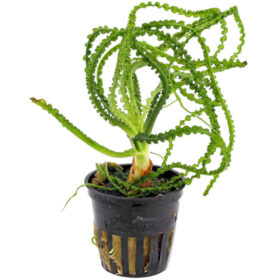 Crinum Calamistratum pot
