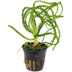 Crinum Calamistratum pot
